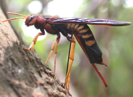 Eastern Horntail Eastern Horntail